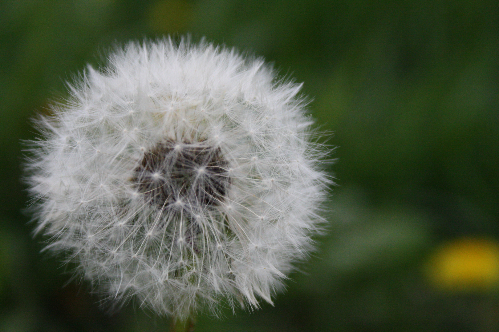 Pusteblume