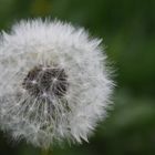 Pusteblume