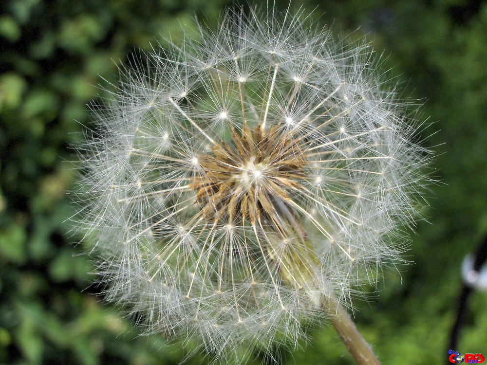 Pusteblume