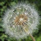 Pusteblume