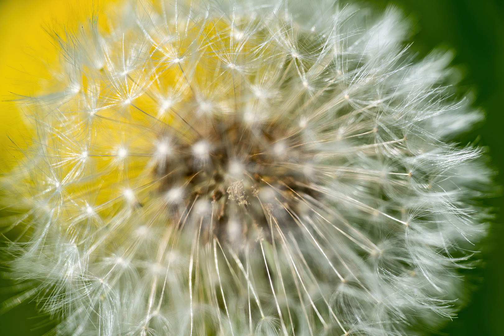 Pusteblume