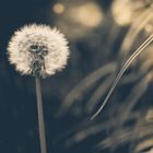 Pusteblume