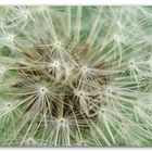 Pusteblume ;-)