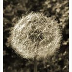 Pusteblume...