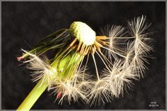 Pusteblume....