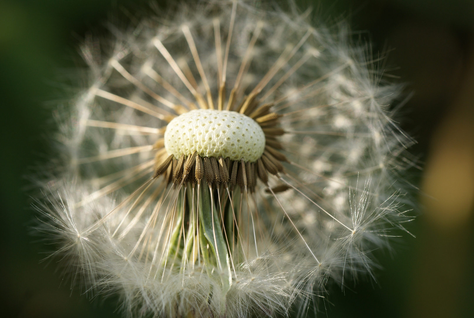 Pusteblume