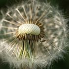 Pusteblume