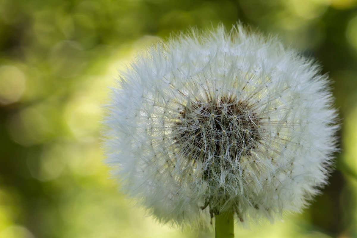 Pusteblume