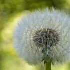 Pusteblume