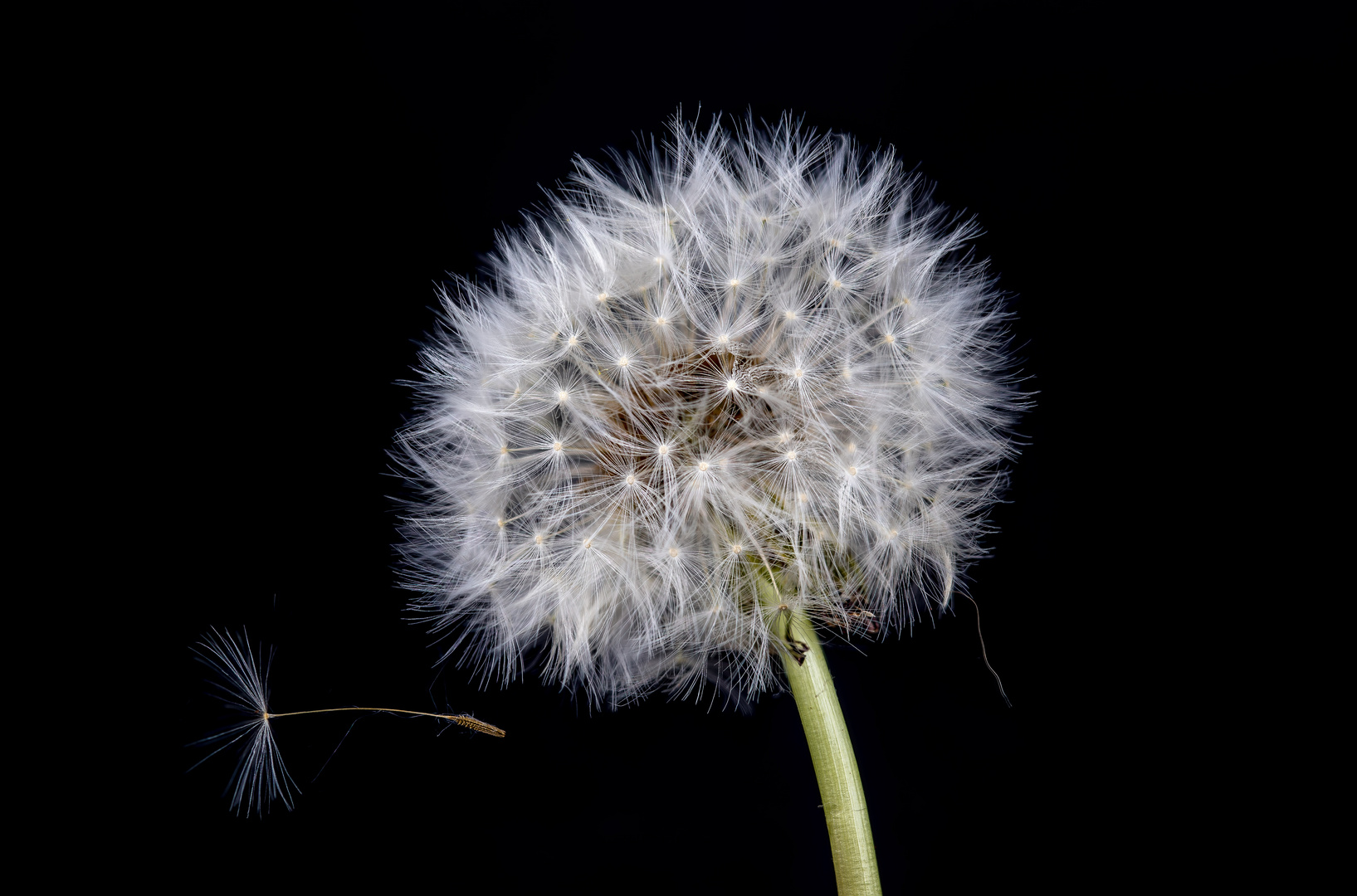 Pusteblume