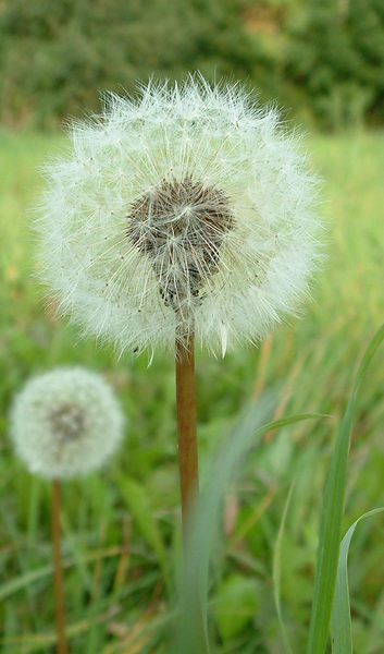 Pusteblume