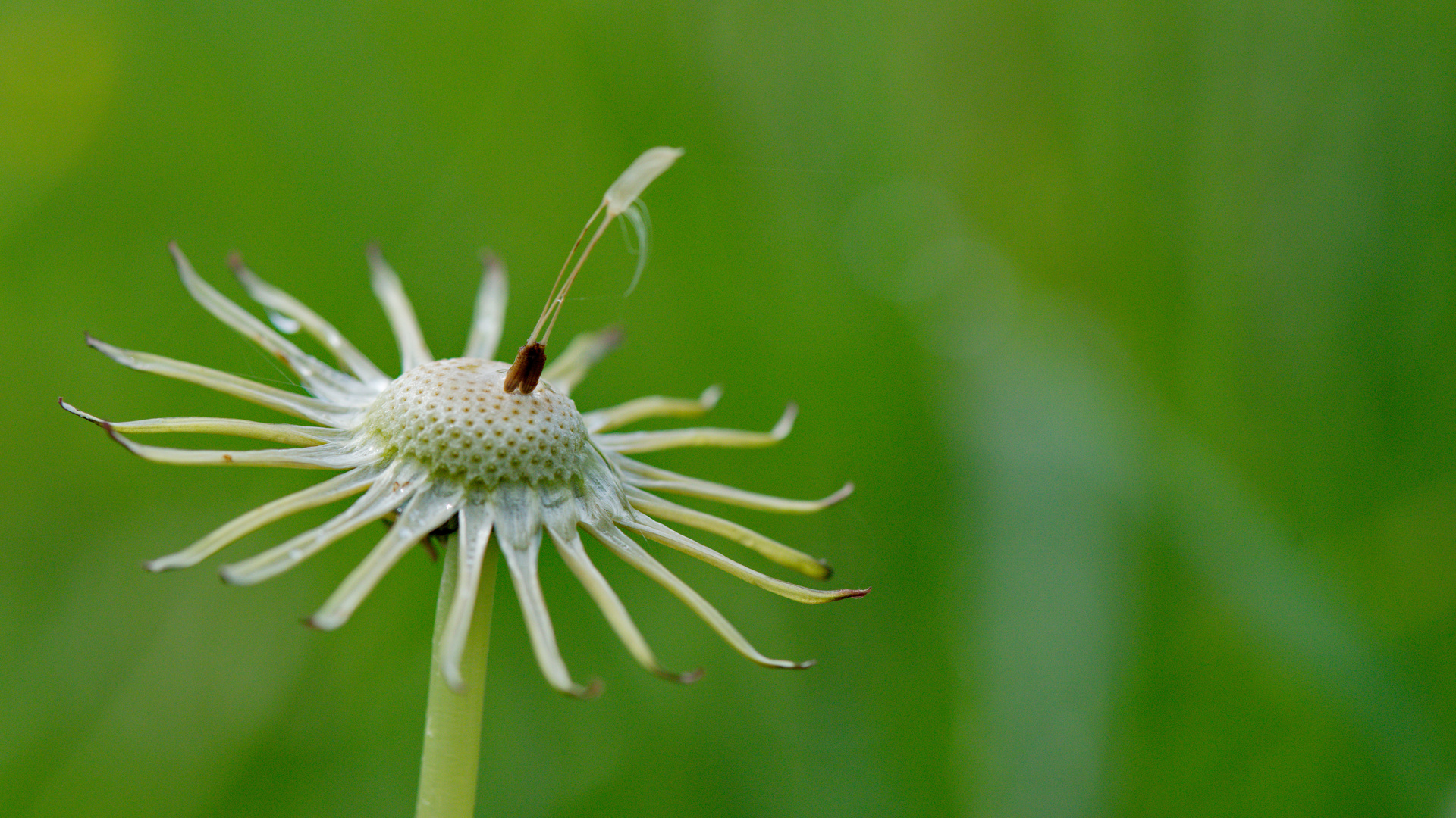 Pusteblume