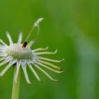 Pusteblume