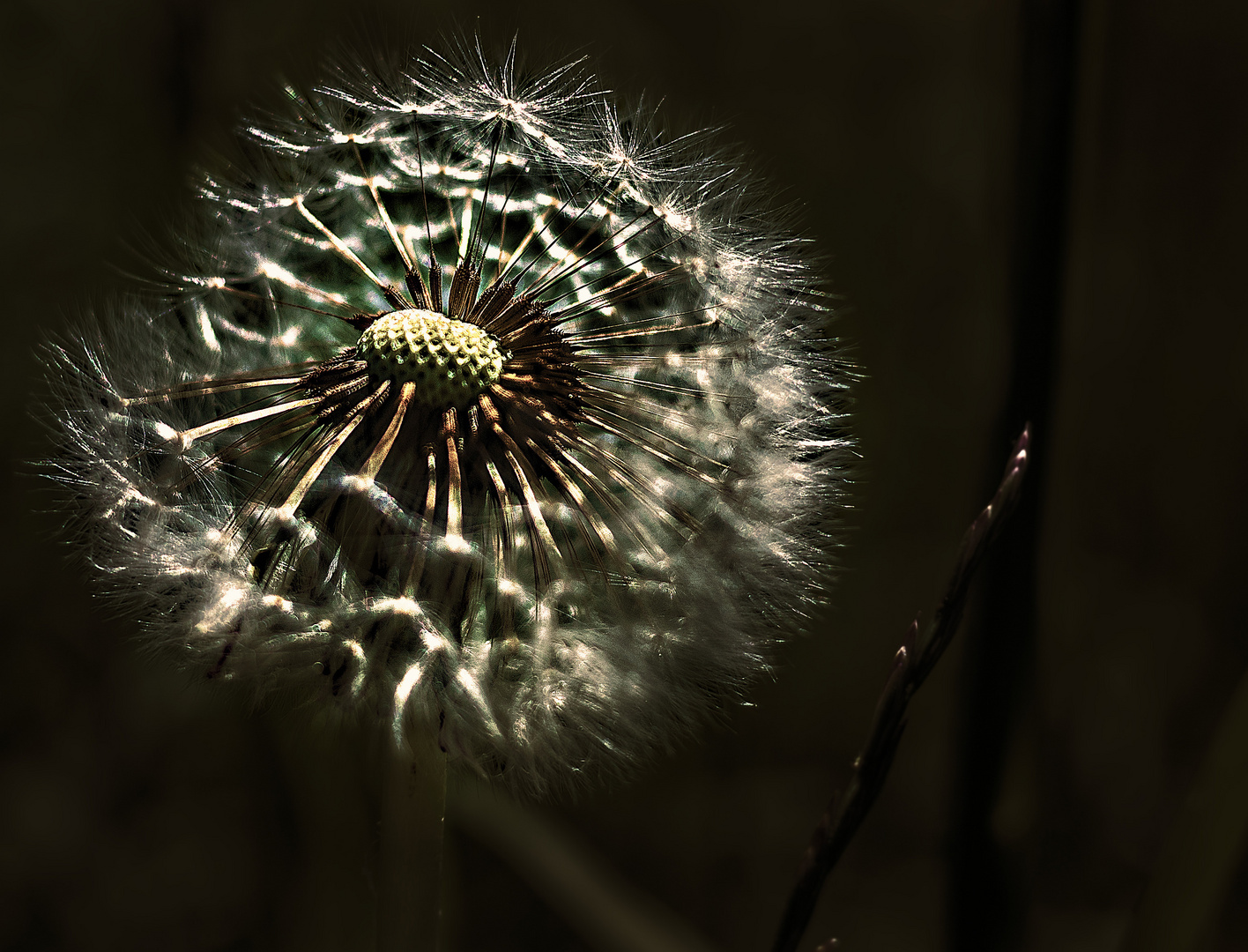 Pusteblume