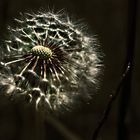 Pusteblume