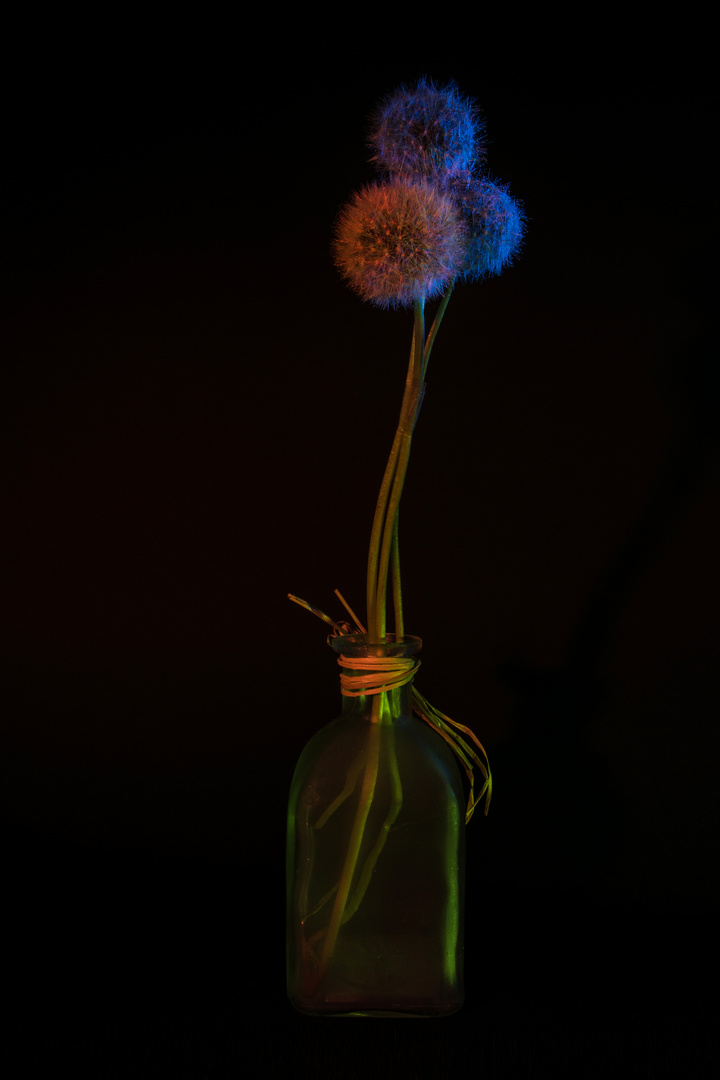 Pusteblume