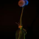 Pusteblume