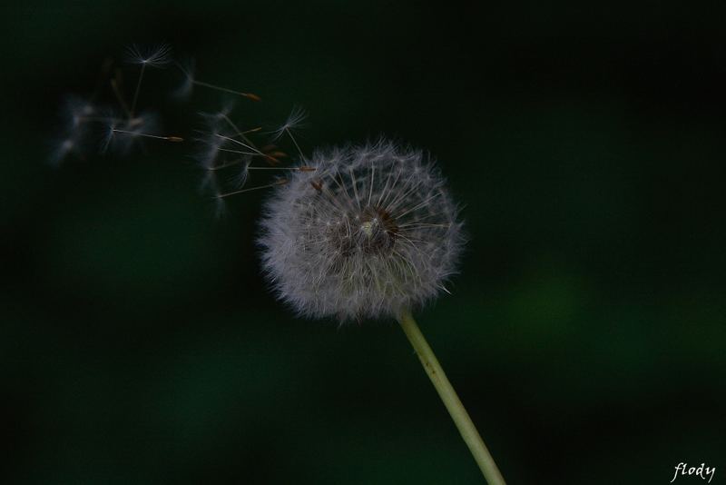 "" Pusteblume ""