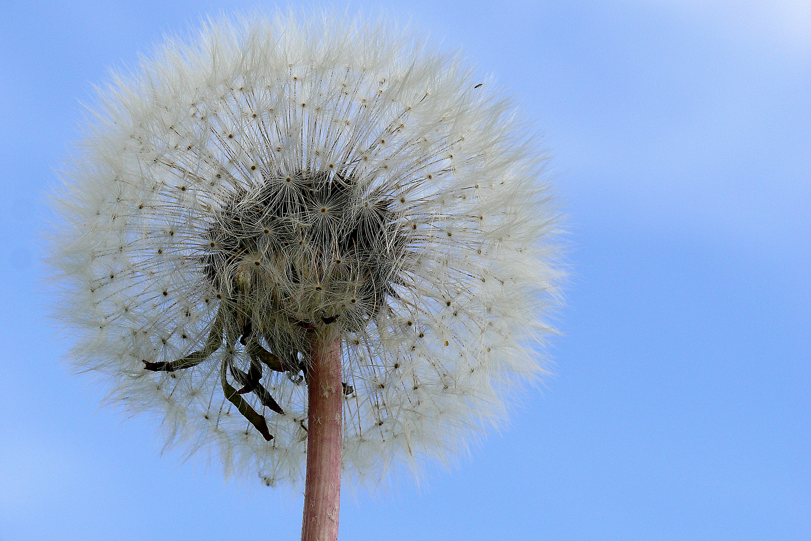 "Pusteblume"