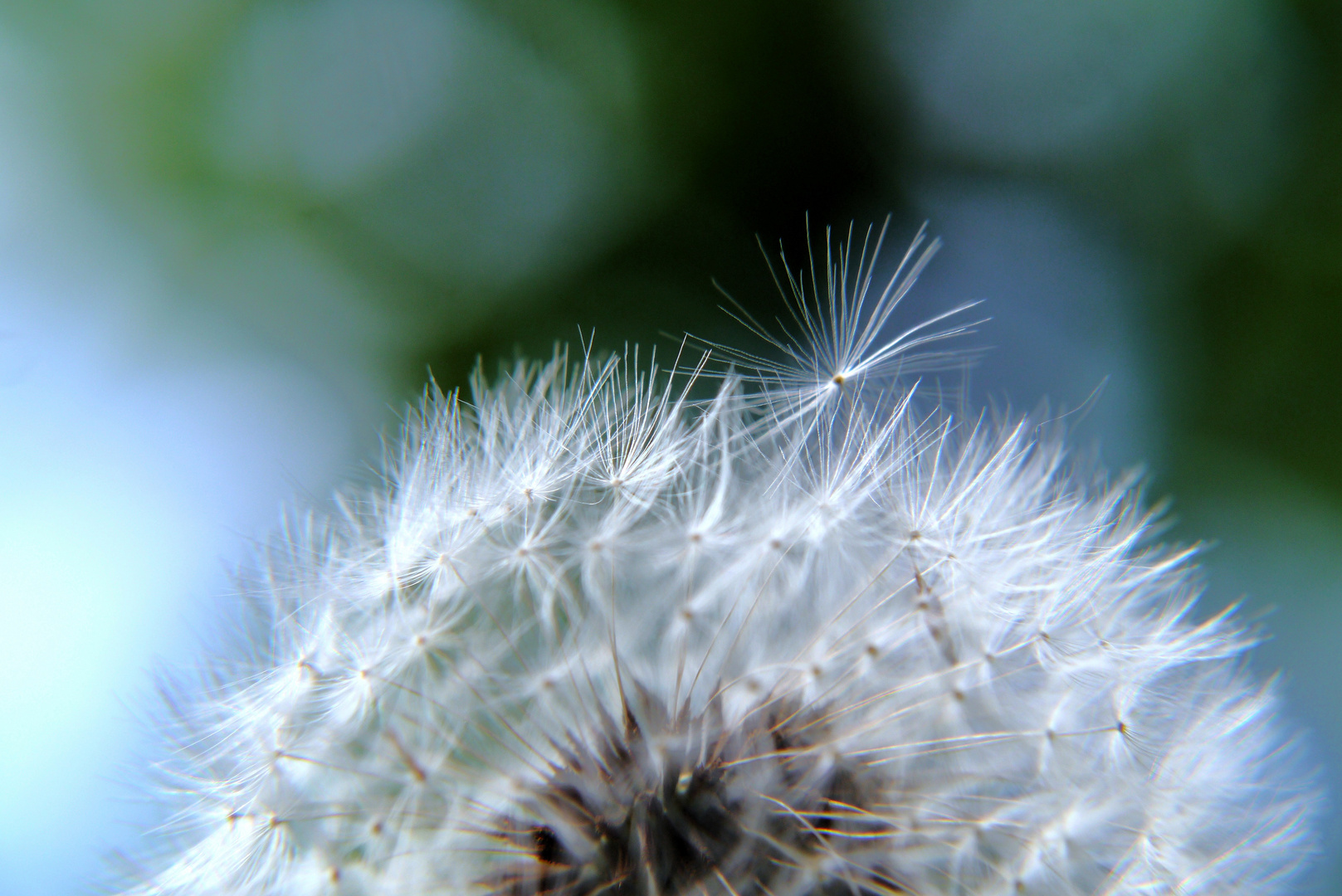 Pusteblume