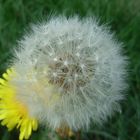 pusteblume