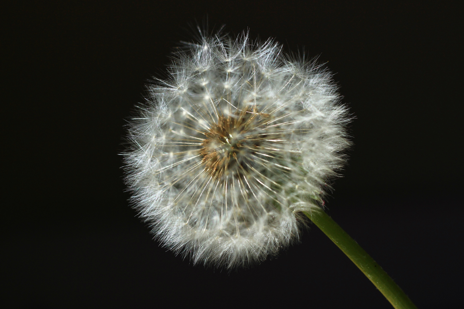 Pusteblume