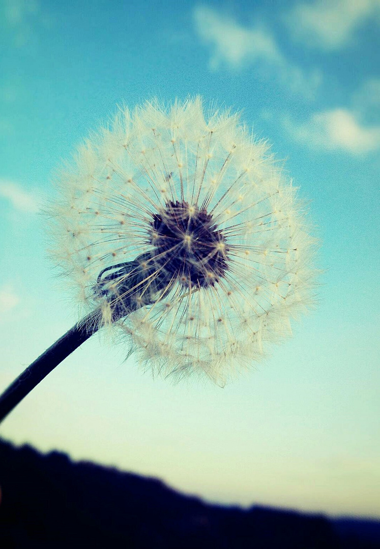 Pusteblume