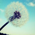 Pusteblume