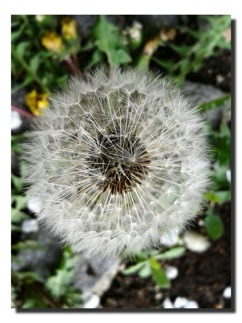 Pusteblume...