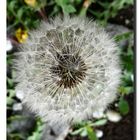 Pusteblume...