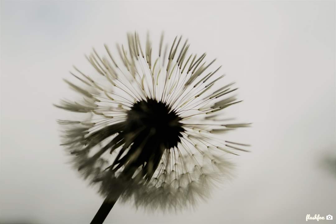 Pusteblume. 