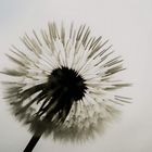 Pusteblume. 