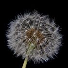 Pusteblume