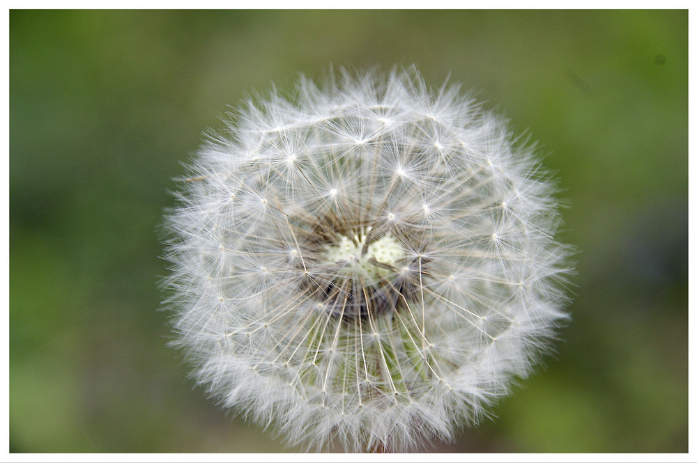 Pusteblume