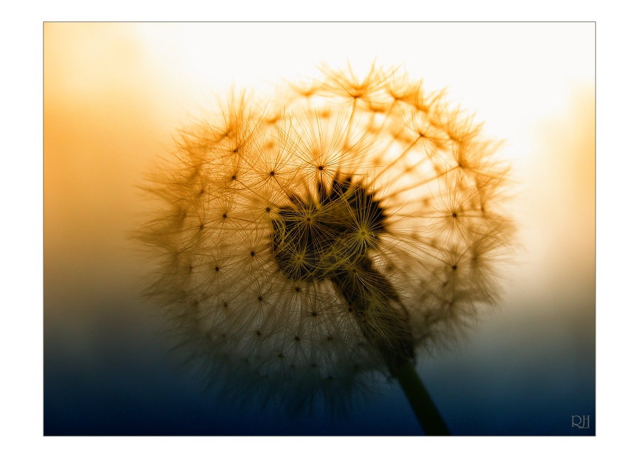 Pusteblume