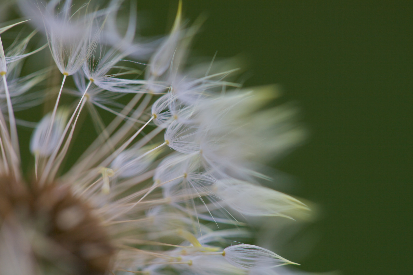 Pusteblume