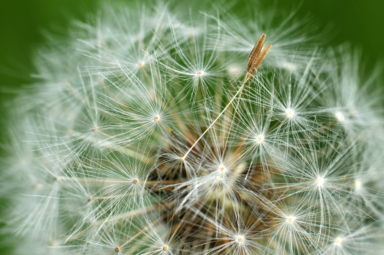 Pusteblume