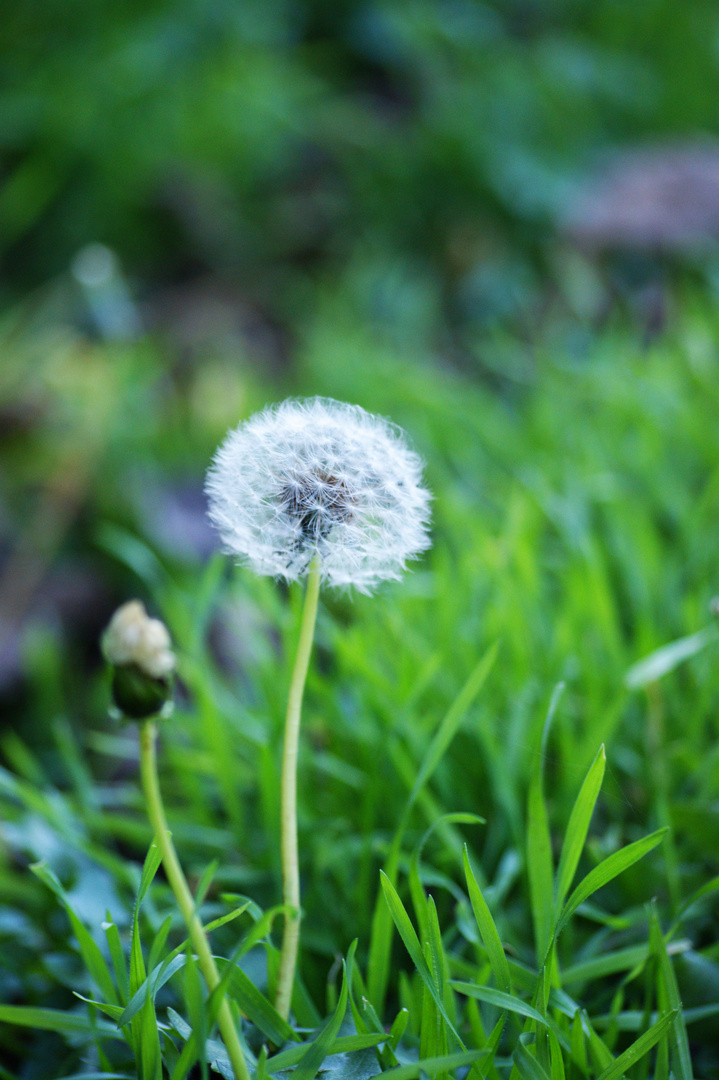 Pusteblume