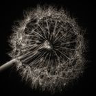 Pusteblume