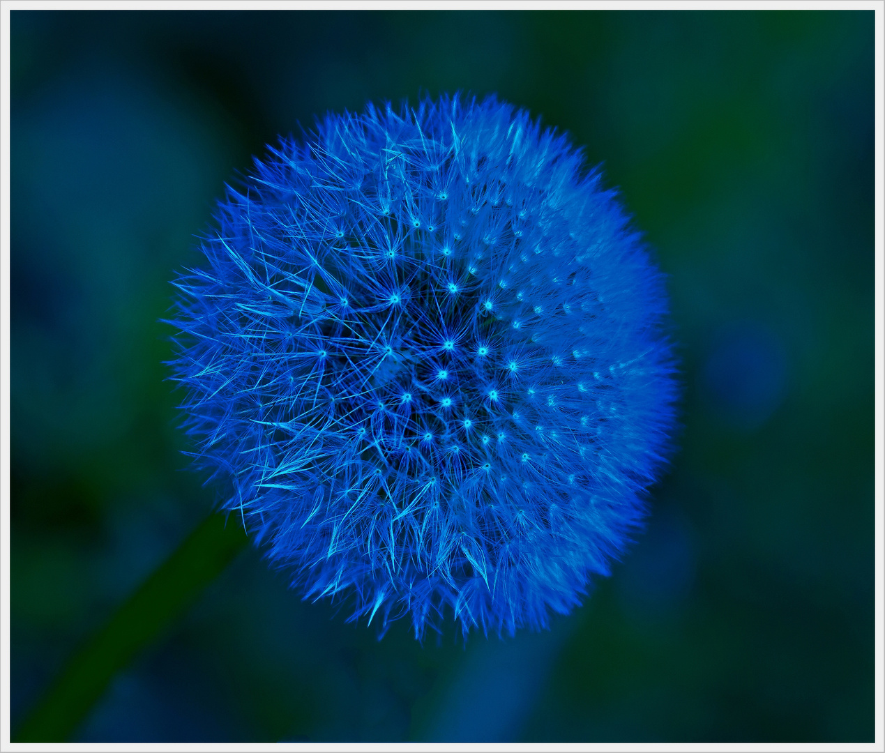 Pusteblume