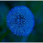 Pusteblume