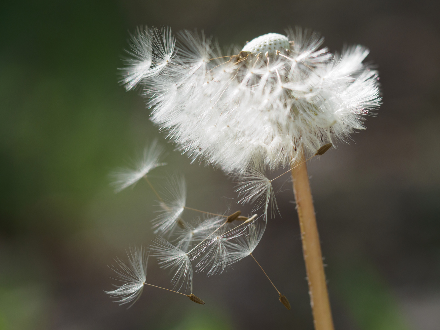 Pusteblume