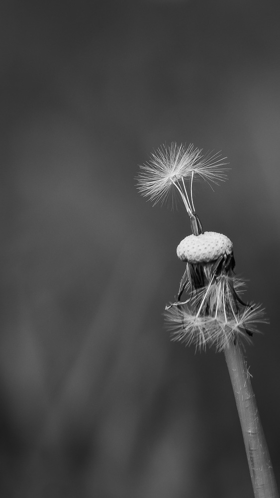 Pusteblume