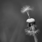 Pusteblume