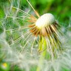 Pusteblume