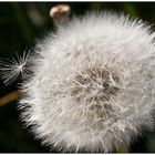 Pusteblume