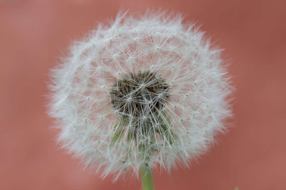 Pusteblume