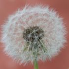 Pusteblume