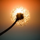 Pusteblume