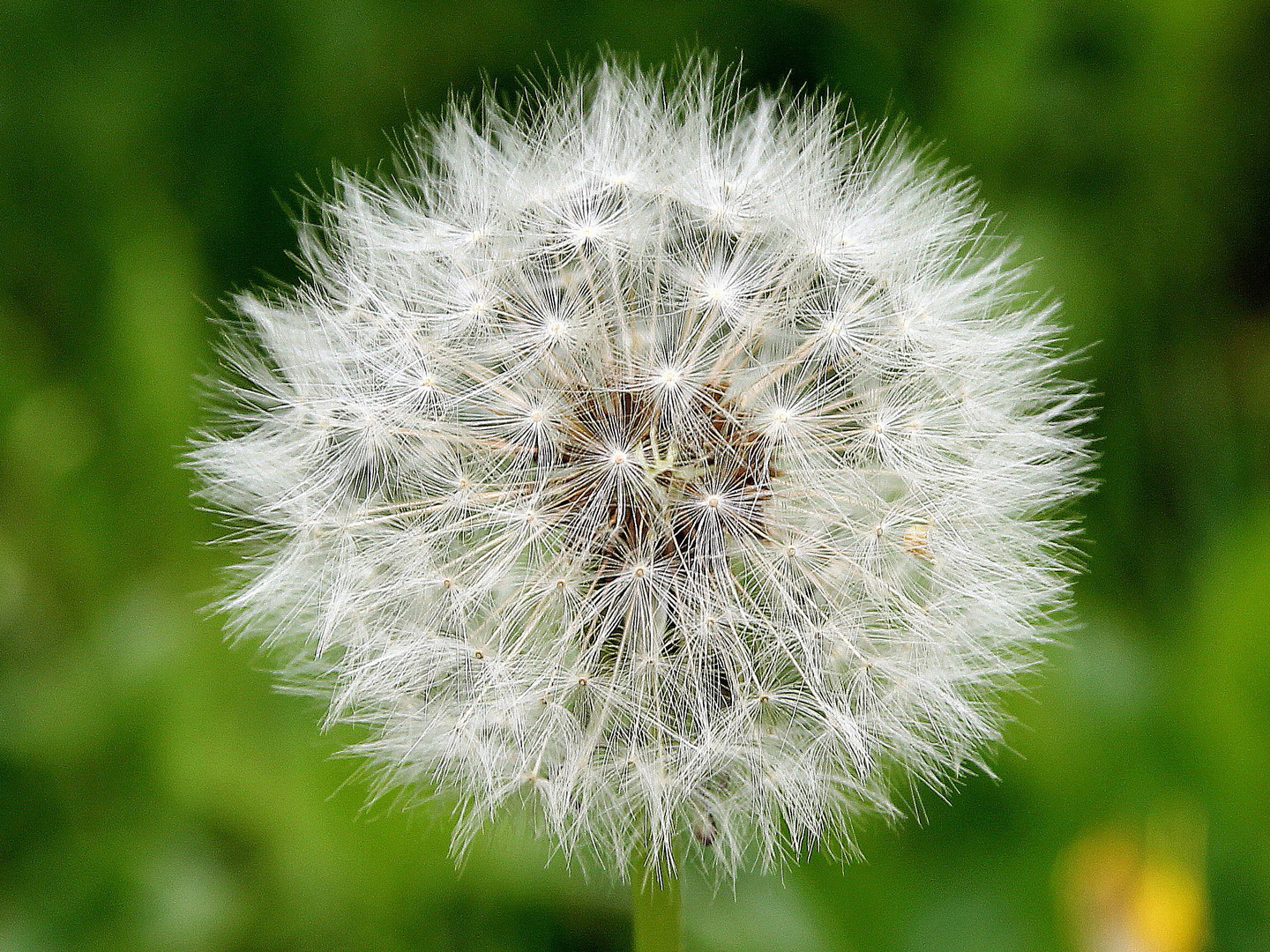 Pusteblume